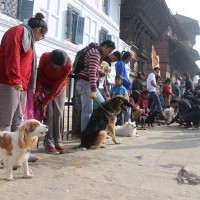 Kukur Tihar Celebration / Dog Rally / Organized By: Pedigree & Happy Tails Photo By: Sulav Shrestha Place:Basantapur 